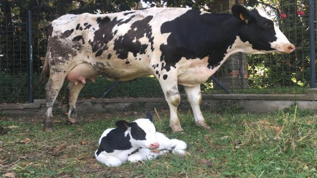 Paratubercolosi: facciamo il punto - Roma, 4 novembre 2025 – Agricoltura Nuova, via Valle di Perna 315 (ore 8.30 – 13.30) Paratubercolosi: facciamo il punto - Roma, 4 novembre 2025 – Agricoltura Nuova, via Valle di Perna 315 (ore 8.30 – 13.30)